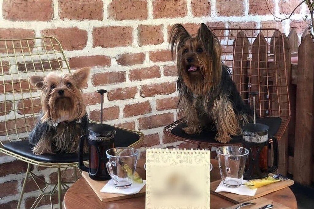 زندگی لاکچری سگها در شمال تهران | حضور حیوان با صاحب در باغ ساعتی ۱۰۰ هزار تومان! | از استخر روباز تا کافههای شیک در خدمت سگها