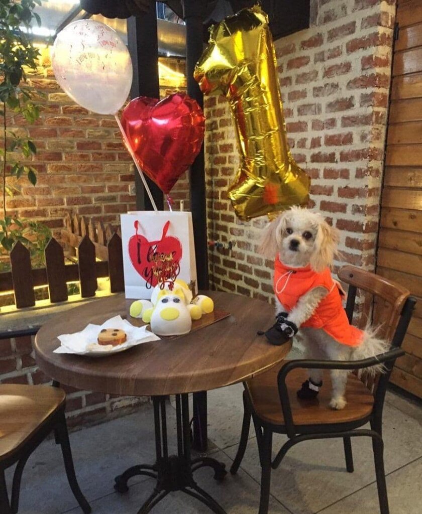 زندگی لاکچری سگها در شمال تهران | حضور حیوان با صاحب در باغ ساعتی ۱۰۰ هزار تومان! | از استخر روباز تا کافههای شیک در خدمت سگها