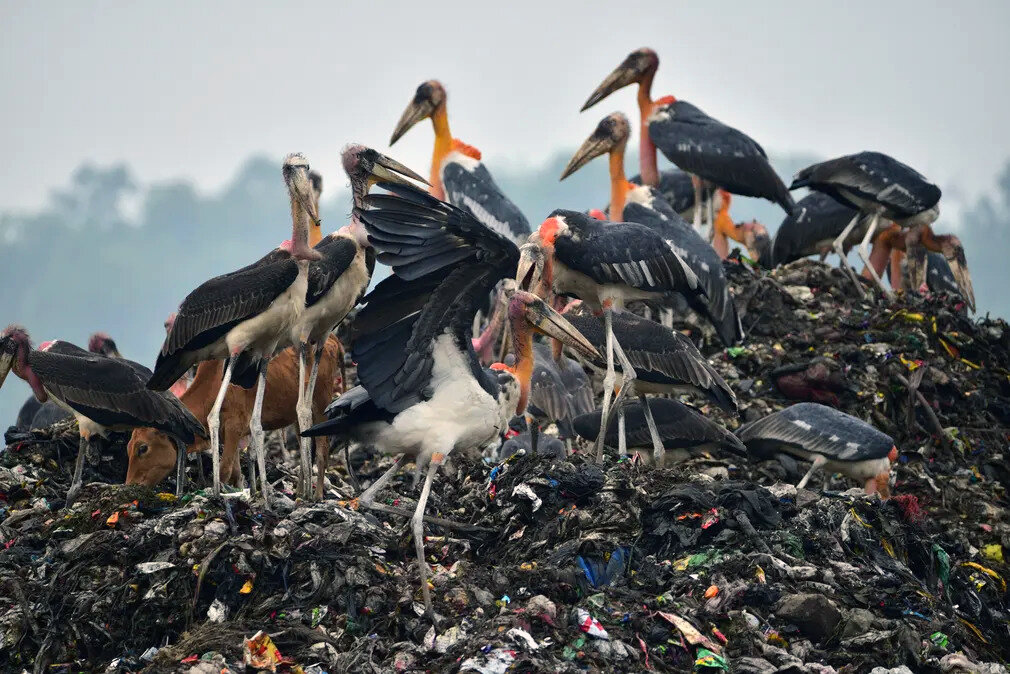 گشتی در دنیای حیوانات