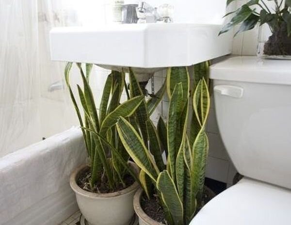 تصاویر | ۳ گیاه مناسب برای نگهداری در سرویس بهداشتی | این نوع آناناس رویایی‌ را در حمام بکارید