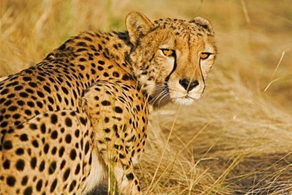 تصاویر مشاهده یک پلنگ نر در گیلان  بوزپلنگ