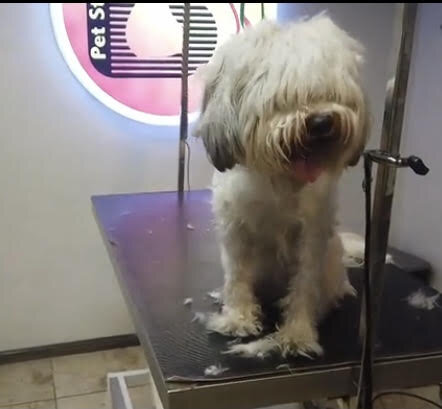 کسب و کار متفاوت در شمال شهر | قیچیهای آرایشگری حیوانات خانگی ۵ تا ۱۱ میلیون تومان