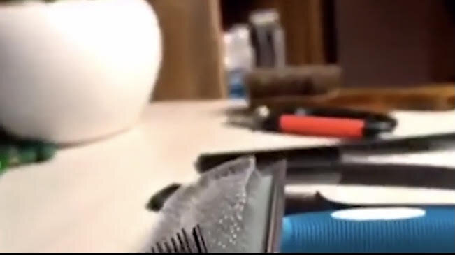 یک کسب و کار عجیب و درآمدزا در شمال شهر تهران