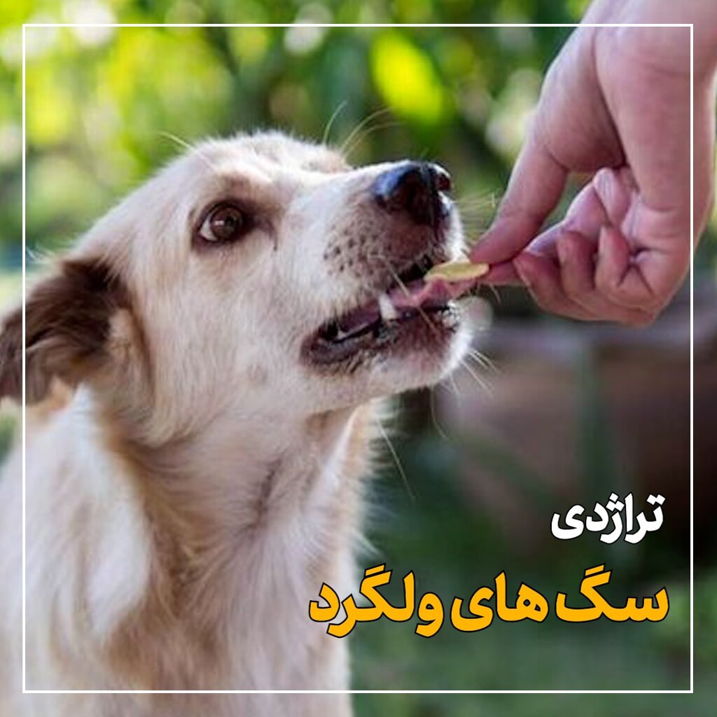 تراژدی سگ‌های ولگرد