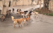 رهاسازی پنهانی سگ‌های ولگرد در شهر اهر | سرنوشت سگ‌های مهاجر
