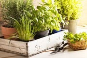 ۴ گیاه ضد پشه برای نگهداری در آپارتمان | گیاهان محبوب در آشپزی که پرورش آنها در خانه آسان است