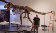 اسکلت ۷۶ میلیون ساله یک دایناسور در حراجی فروخته می‌شود | قیمت ۱۵۷ تا ۲۵۲ میلیارد تومان!