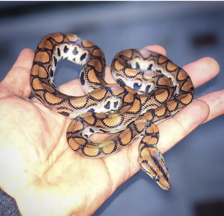 رویت مار بوآ و پیتون در خانه تهرانیها