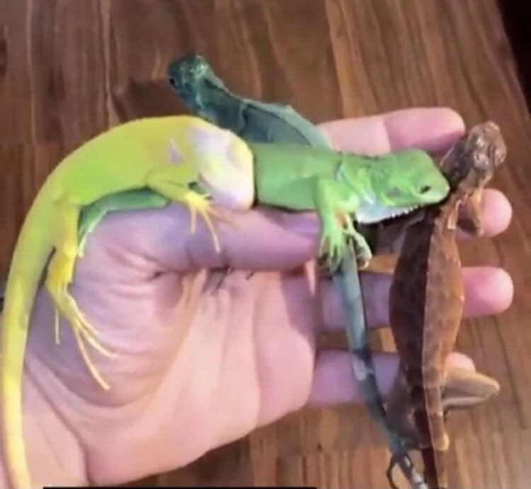 رویت مار بوآ و پیتون در خانه تهرانیها