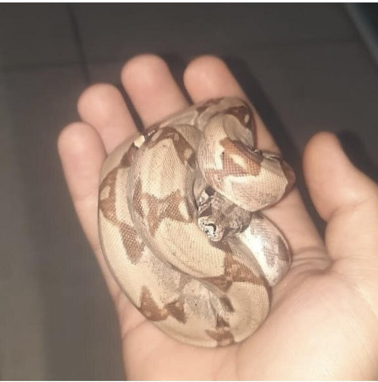 مار بوآ و پیتون در خانه تهرانیها خزندگان لاکچری