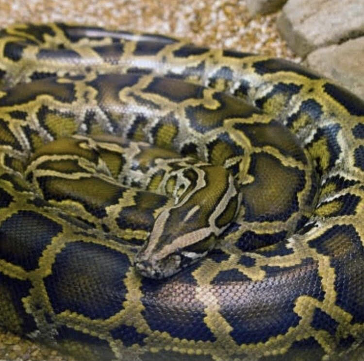 رویت مار بوآ و پیتون در خانه تهرانیها