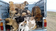 ۴۲۷ قلاده سگ در فردیس کرج جمع‌آوری شدند | هزینه نگهداری هر سگ برای شهرداری چقدر است؟