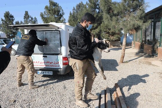 به شهروندان متقاضی سگ میدهیم
