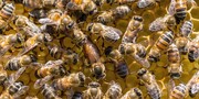 عکس | جایگزین‌ زنبورها برای نجات بشریت | این حشرات جالب روبات هستند!