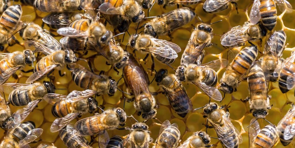 آموزش به روبات‌ها با بهره بردن از ارتباط‌گیری زنبورها