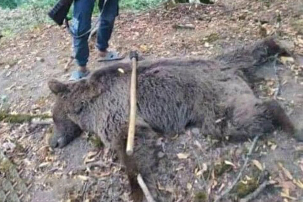 تصاویر | عکس یادگاری با خرس مرده کار دست جوان گلستانی داد | شکایت قضایی از قاتلان خرسی که از تشنگی و گرما به روستا پناه آورده بود