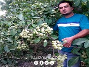 زودبازده ترین درخت گردو برای اقلیم آب و هوایی ایران کدام است؟