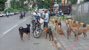 نحوه مواجهه ۵ کشور دنیا با سگ‌های ولگرد | مرگ سالانه ۲۱ هزار نفر در هند بر اثر هاری | ۱۸ میلیون سگ خیابانی در مکزیک