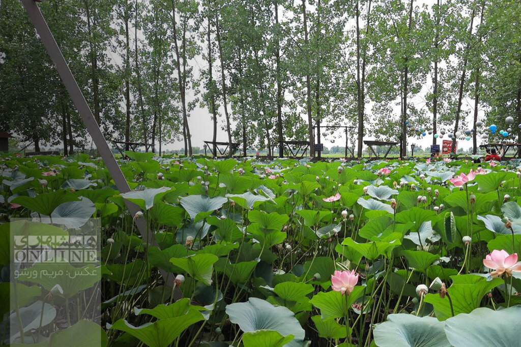 ببینید | خانه درختی که دل گردشگران گیلان را میبرد | علاقهمندان کارتون خانواده دکتر ارنست بخوانند | نیلوفرانه در باد پیچیده تاب خورده!