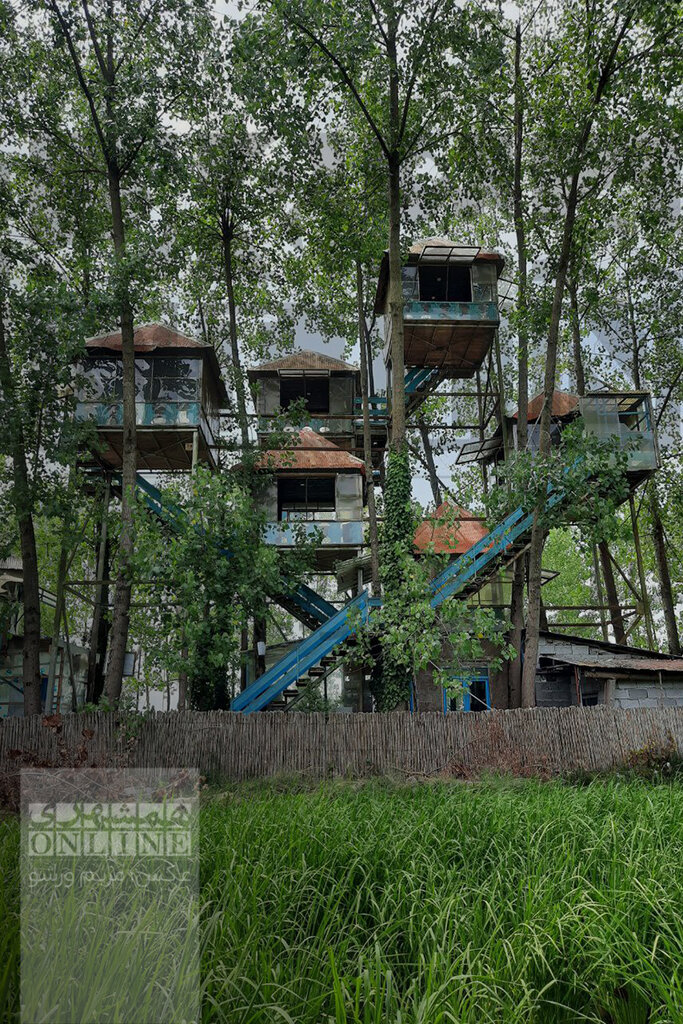 ببینید | خانه درختی که دل گردشگران گیلان را میبرد | علاقهمندان کارتون خانواده دکتر ارنست بخوانند | نیلوفرانه در باد پیچیده تاب خورده!