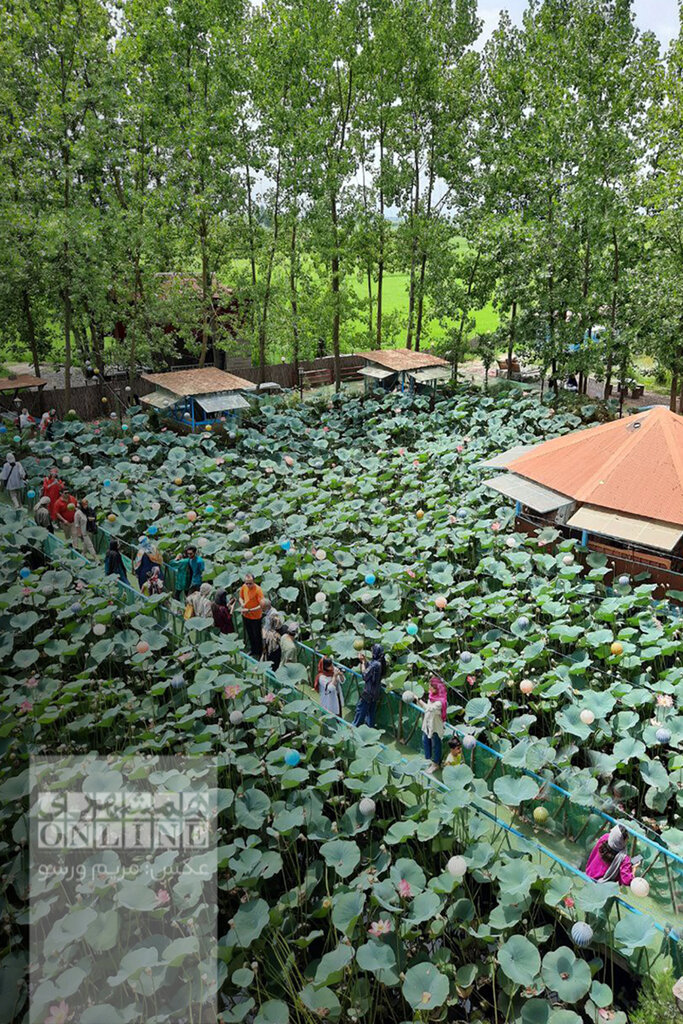 ببینید | خانه درختی که دل گردشگران گیلان را میبرد | علاقهمندان کارتون خانواده دکتر ارنست بخوانند | نیلوفرانه در باد پیچیده تاب خورده!