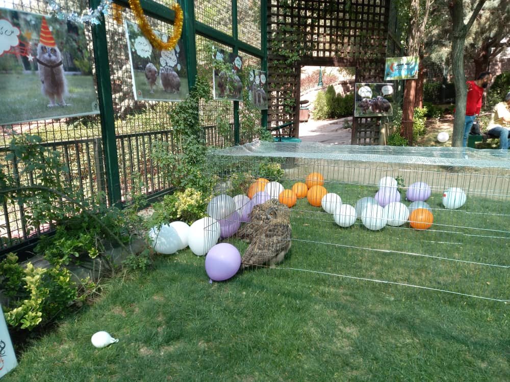 تولد شنگول، منگول و حبه انگور