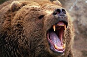 ببینید | بی‌تابی دردناک خرس اسیر در باغ وحش تهران از شدت گرما