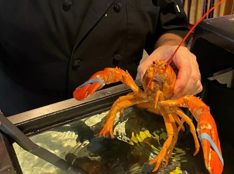 چیزی نمانده بود که این خرچنگ خاص طبخ شود! | تصویر گونه‌ای نادر در یک رستوران کشف شد