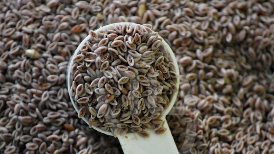 ۵ گیاهی که دیابت و قند خون را ضربه فنی میکنند