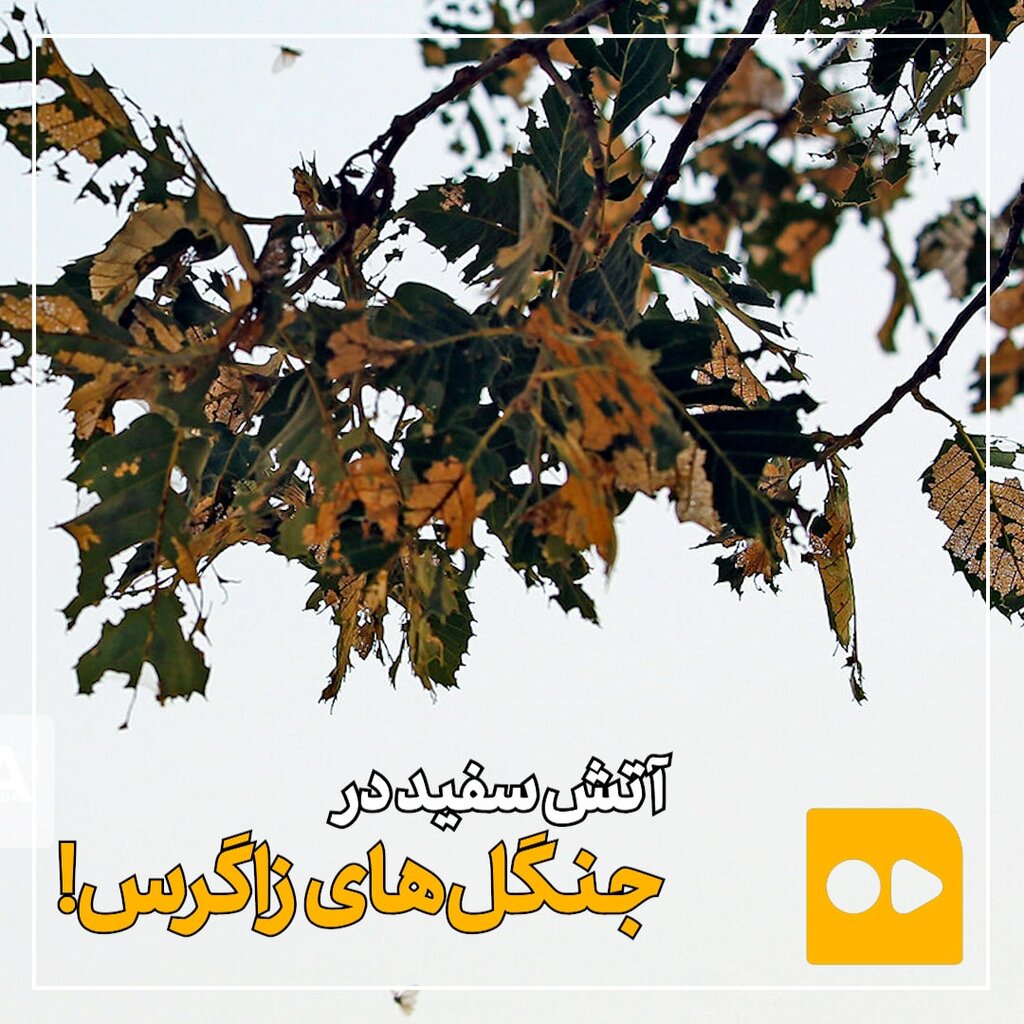 آتش سفید در جنگل‌های زاگرس!