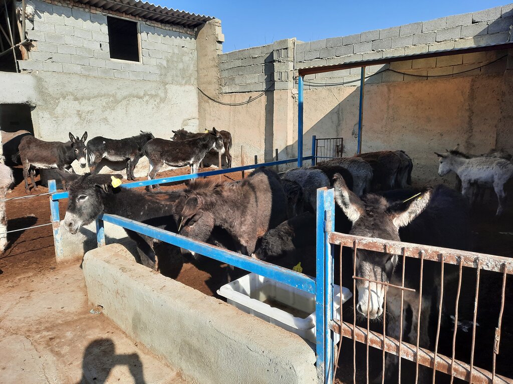 بازار داغ فروش پشگل الاغ | عنبرنسارا به کیلویی ٨٠ هزار تومان رسید