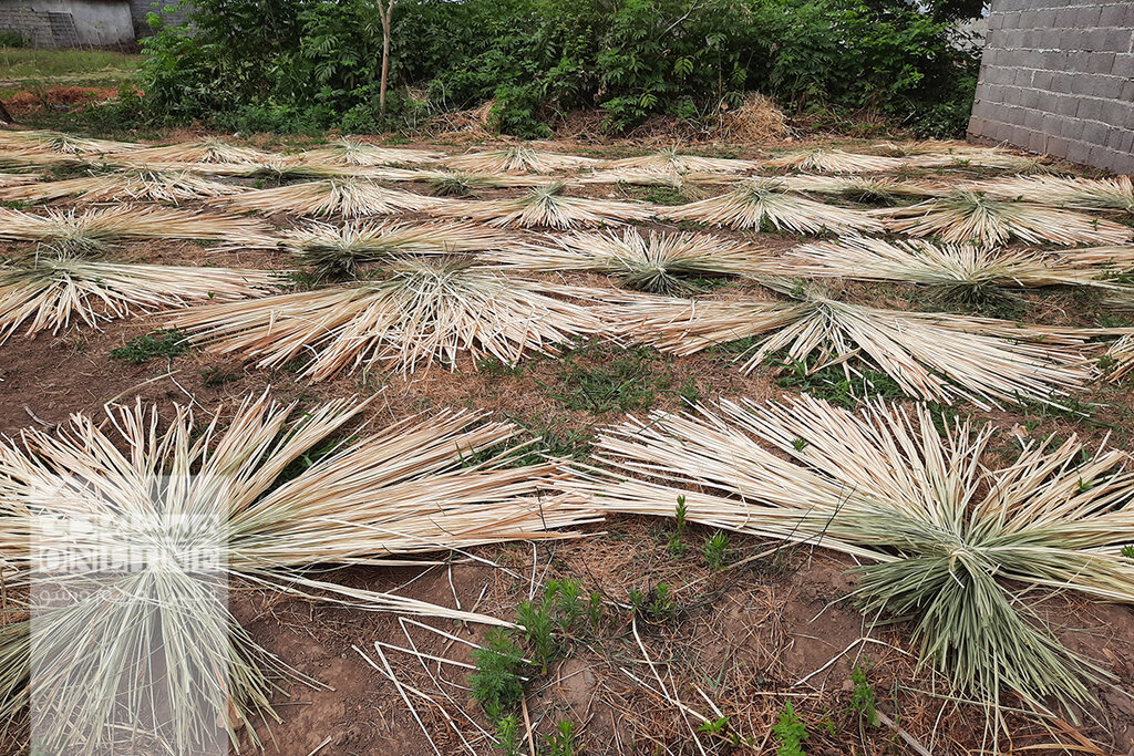 ببینید | خانه حصیر ایران کجاست؟ | گشتوگذار در فَشتَکه ؛ نخستین روستای ملی حصیر کشور | صنایع دستی که بازار جهانی دارد