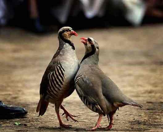 تصاویری از مسابقات حیوانات که تاکنون ندیده بودید | سرگرمی عجیب مردم سوئیس و اکوادور! | جنگ شترها را ببینید