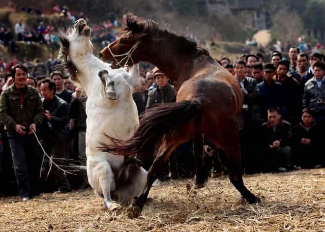 تصاویری از مسابقات حیوانات که تاکنون ندیده بودید | سرگرمی عجیب مردم سوئیس و اکوادور! | جنگ شترها را ببینید