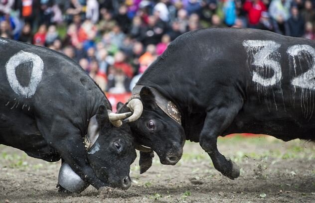 تصاویری از مسابقات حیوانات که تاکنون ندیده بودید | سرگرمی عجیب مردم سوئیس و اکوادور! | جنگ شترها را ببینید