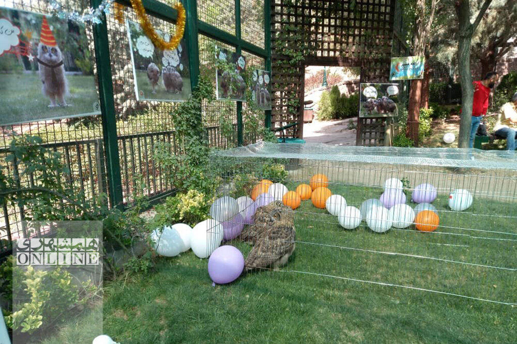 تولد شنگول، منگول و حبه انگور