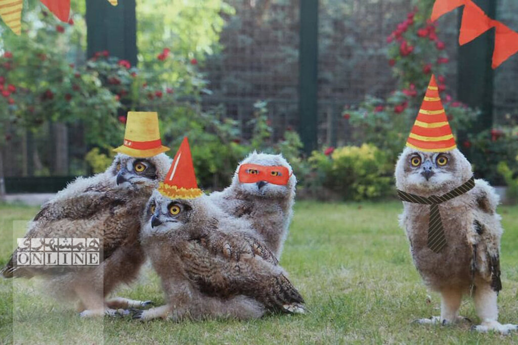 تولد شنگول، منگول و حبه انگور در باغ پرندگان | دومین جغد بزرگ دنیا در ایران