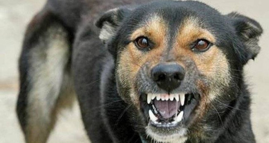 سگ‌های ولگرد ۱۱ گونه حیات وحش ایران را منقرض کردند | افزایش نگران‌کننده  حمله سگ‌ها به انسان - همشهری آنلاین