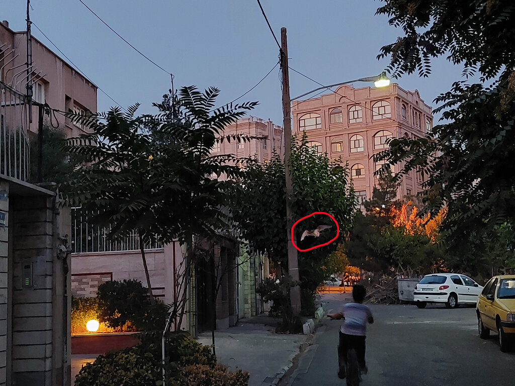 ببینید | حمله خفاشها به غرب تهران | کوچ اجباری خفاشها؛ این جانور خونآشام است؟