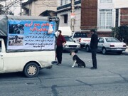 فعالیت ۲۰ گروه زنده‌گیری سگ در تهران | آلودگی ۱۰۰۰ نقطه شهر به موش‌های موذی