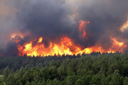 کاهش ۶۶ درصدی آتش در جنگل‌ هیرکانی