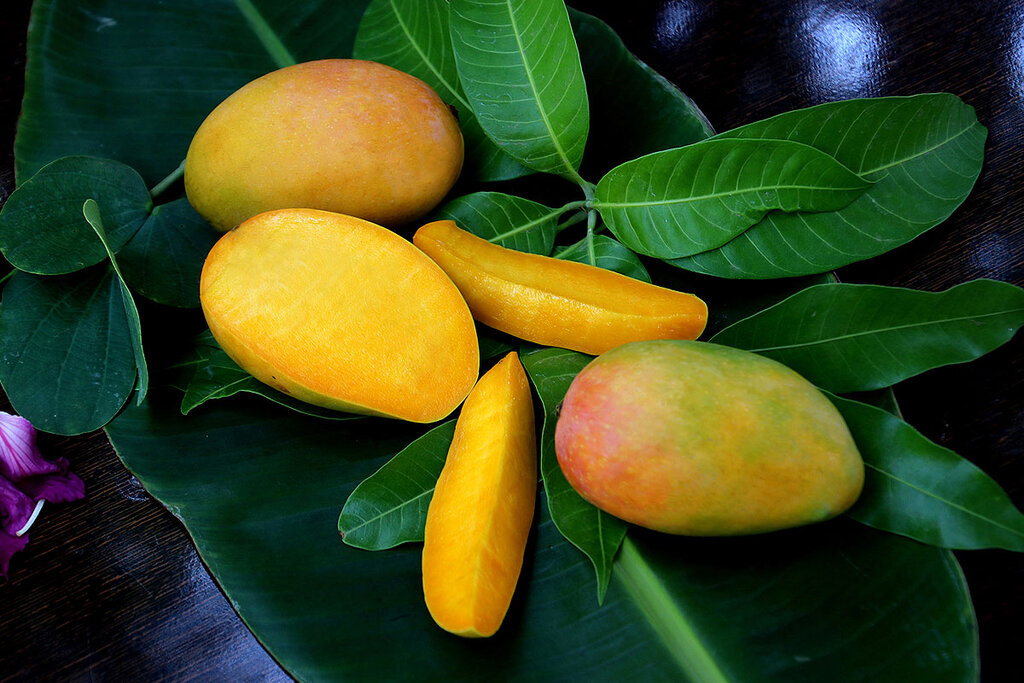 indian mango - انبه هندی