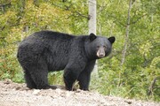 ببینید | رهایی از مرگ با رفتار عاقلانه | واکنش یک خانواده به حضور غیرمنتظره خرس سیاه