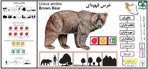 به صدا درآمدن زنگ خطر انقراض برای خرس ایرانی | وجود ۲ گونه خرس در ۲۵ استان ایران 