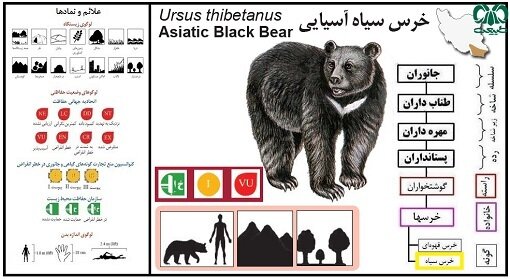 به صدا درآمدن زنگ خطر انقراض برای خرس ایرانی | وجود ۲ گونه خرس در ۲۵ استان ایران 