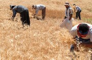 خبر خوش قالیباف برای گندمکاران | زمان پرداخت مطالبات گندمکاران مشخص شد
