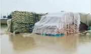 ببینید | برنج‌های وارداتی در گمرک زاهدان غرق در آب!