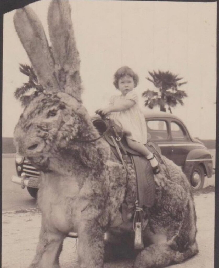 تصاویر | وحشت کودکان قرن بیستم از این خرگوشهای غولپیکر | این عکسها به کابوسهایتان راه پیدا خواهند کرد!