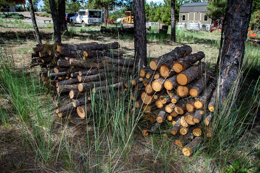 قوانینی برای زنده نگه داشتن درختان شهری | مجازات آسیبزنندگان به درختان در سایر کشورها چیست؟