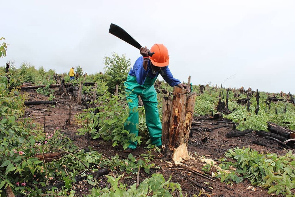 قوانینی برای زنده نگه داشتن درختان شهری | مجازات آسیبزنندگان به درختان در سایر کشورها چیست؟
